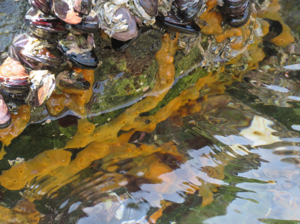 바닷물에 잠겨있는 모습